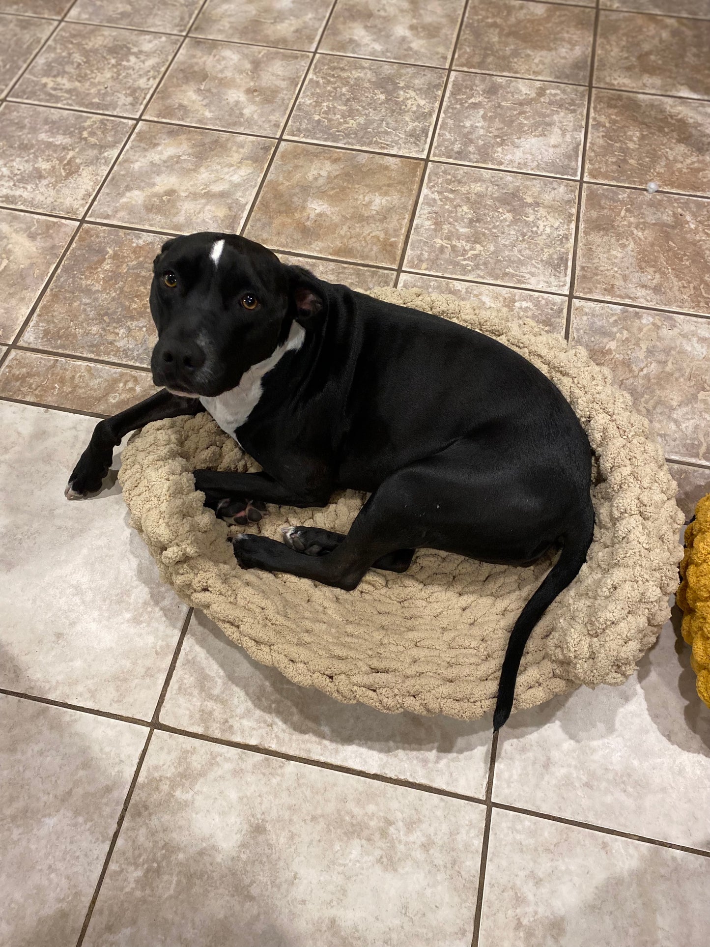 2.0 Chunky Pet Beds